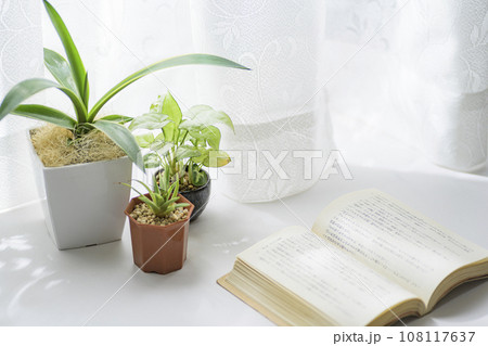 窓際で育てる観葉植物 窓際で育てる観葉植物 108117637