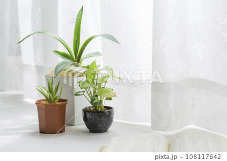 窓際で育てる観葉植物 108117642