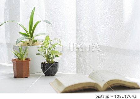 窓際で育てる観葉植物 窓際で育てる観葉植物 108117643