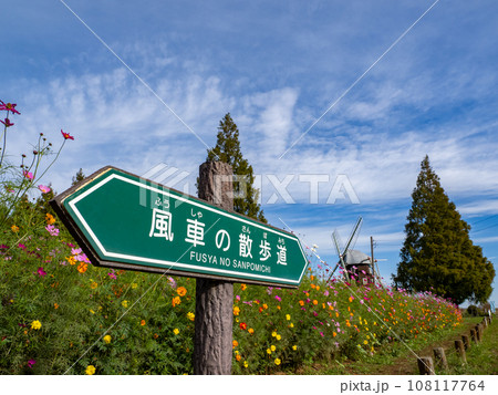 風車の散歩道から見たコスモス畑と秋の空【千葉県柏市　あけぼの山農業公園】 108117764