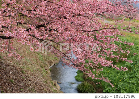 かんなみの桜　伊豆　函南町　柿沢川沿い　河津桜 108117996