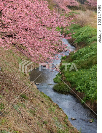 かんなみの桜　伊豆　函南町　柿沢川沿い　河津桜 108117999