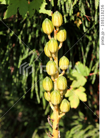 オオウバユリの花穂 108118256