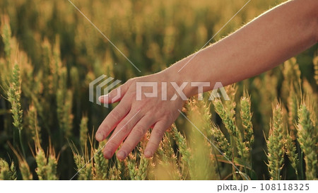Role Hands Sustainable Agriculture Look into Organic Farming Practices. From Wheat Table Exploring Journey Food Production. Sunset Reflections How Sun Rays Influence Agricultural Growth. Farmer Touch Role Hands Sustainable Agriculture Look into Organic Farming Practices. From Wheat Table Exploring Journey Food Production. Sunset Reflections How Sun Rays Influence Agricultural Growth. Farmer Touch 108118325