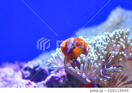 仙台うみの杜水族館 仙台うみの杜水族館 108119044