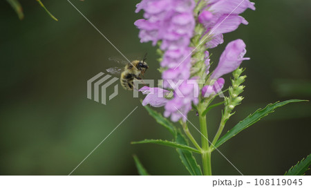 ハナトラノオの蜜を吸うヒメマルハナバチ ハナトラノオの蜜を吸うヒメマルハナバチ 108119045