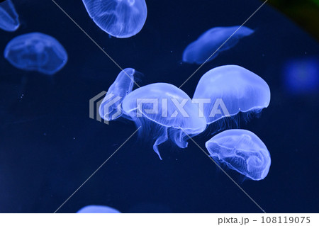 仙台うみの杜水族館 仙台うみの杜水族館 108119075
