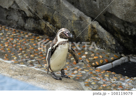 仙台うみの杜水族館 仙台うみの杜水族館 108119079