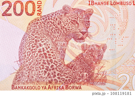 African leopard with baby from South African money 108119181