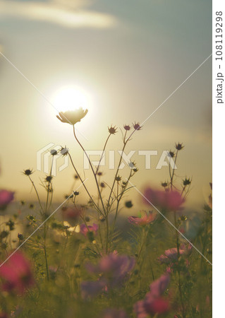 夕日に照らされるコスモス畑 夕日に照らされるコスモス畑 108119298