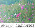 コスモス畑に咲くコスモス 108119302