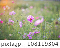 夕日に照らされるコスモス 108119304