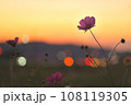 夕日に照らされるコスモス 108119305