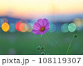 夕焼けの中のイルミネーションとコスモス 108119307