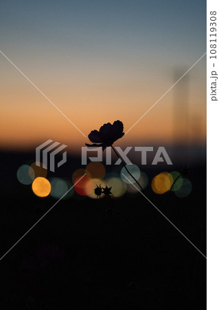 夕暮れに浮かぶ花 夕暮れに浮かぶ花 108119308