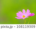 美しいピンクのコスモス 108119309