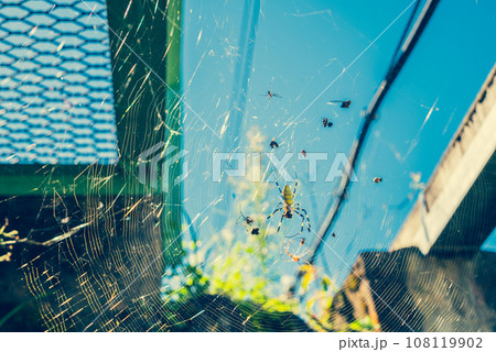 辺鄙な場所に張られた蜘蛛の巣 108119902