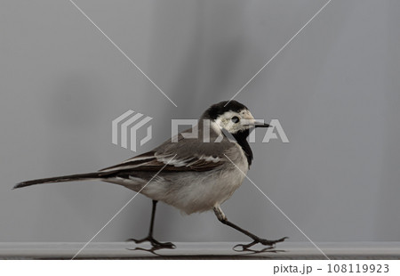 Animals around us. Wagtail bird walking on a balcony railing behind window 108119923