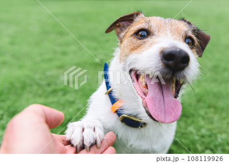 Person holding a paw of happy smiling dog. Dog training basic tricks. 108119926