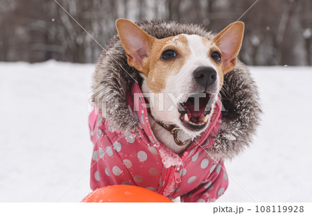 Dog dressed in warm suit with fur collar barking to guard its toy Dog dressed in warm suit with fur collar barking to guard its toy 108119928
