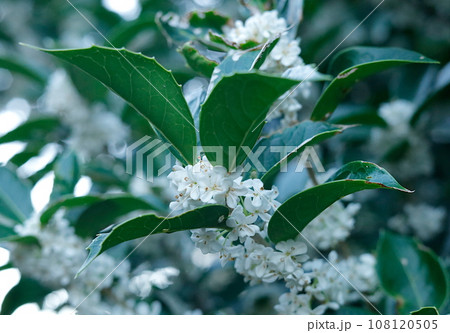 10月に咲く、白い銀木犀の花 10月に咲く、白い銀木犀の花 108120505