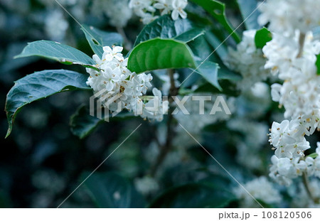 10月に咲く、白い銀木犀の花 10月に咲く、白い銀木犀の花 108120506