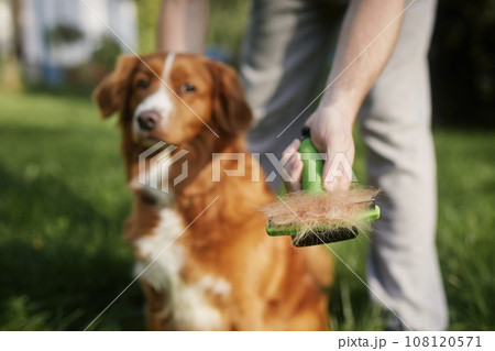 Pet owner is brushing fur of his dog. 108120571