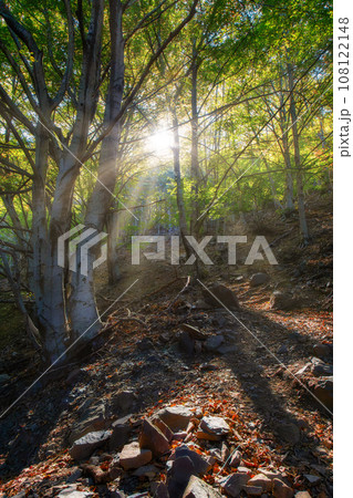 Beautiful rays of sunlight in a green beech forest, in Spain, Mountain Montseny Beautiful rays of sunlight in a green beech forest, in Spain, Mountain Montseny 108122148
