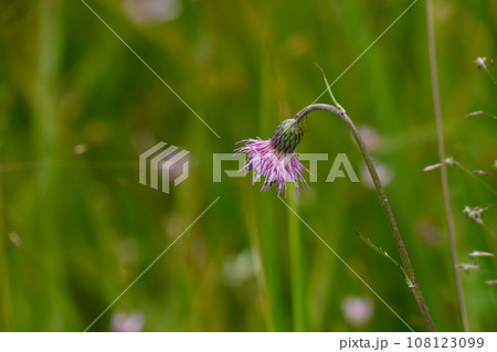 湿地に咲くキク科キセルアザミの赤い花 湿地に咲くキク科キセルアザミの赤い花 108123099