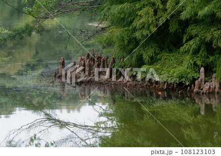水面に映る風景　ラクウショウの気根 108123103