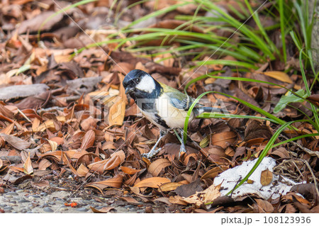 落ち葉の上のシジュウカラ 108123936