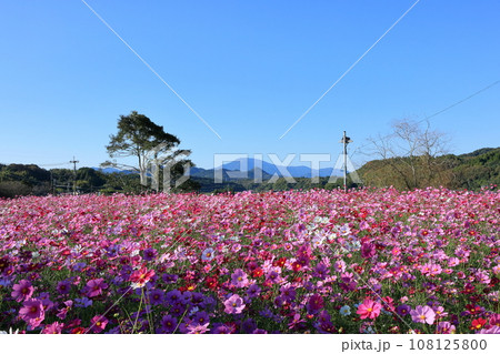 コスモス畑と紫尾山 コスモス畑と紫尾山 108125800