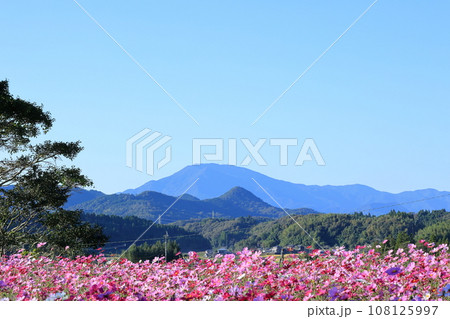 コスモス畑と紫尾山 コスモス畑と紫尾山 108125997