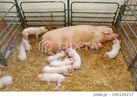 Pig Sty Farm Pig Sty Farm 108126217