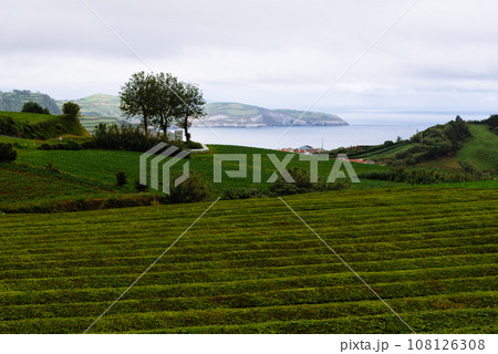 Tea plantation in Sao Miguel Island, Azores Tea plantation in Sao Miguel Island, Azores 108126308
