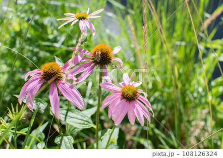 Echinacea purpurea close-up on a flower bed with a blurred background 108126324