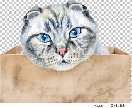 Portrait of a funny cat looking out of the box. 108126362