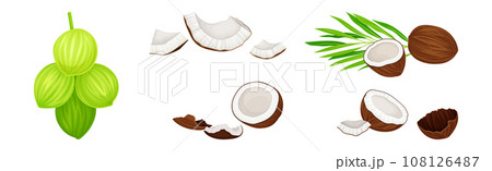 Whole and Cracked Coconut with Hard Shell and Fibrous Husk Vector Set 108126487