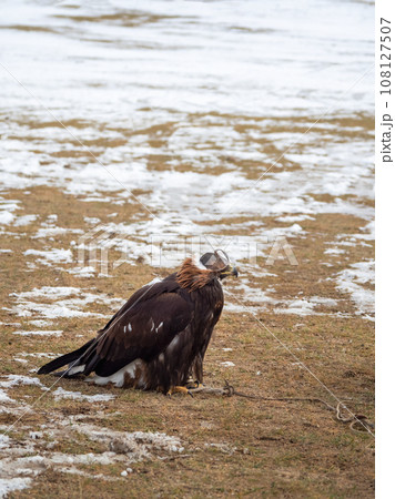 Golden eagle in the snow. Hunting golden eagle in a leather hat. Hunting with eagle. Portrait of a bird with a head covering. Copy space. Vertical view. 108127507