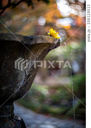 法然院の秋、澄んだ湧き水「善気水」を満たした石水瓶形手水鉢、菊の「花手水」と細い水流 108128013