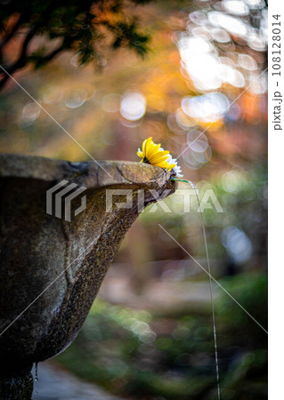 法然院の秋、澄んだ湧き水「善気水」を満たした石水瓶形手水鉢、菊の「花手水」と細い水流 法然院の秋、澄んだ湧き水「善気水」を満たした石水瓶形手水鉢、菊の「花手水」と細い水流 108128014