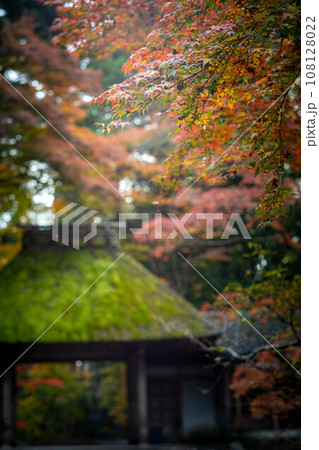 法然院の秋、茅葺きの数寄屋造りの山門を背景に、色づきはじめのカラフルな紅葉を眺める 法然院の秋、茅葺きの数寄屋造りの山門を背景に、色づきはじめのカラフルな紅葉を眺める 108128022