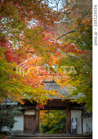 安楽寺の秋、数寄屋造りの山門を背景に、色づき始めのカラフルな紅葉を眺める 108128036