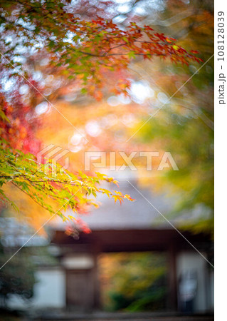安楽寺の秋、数寄屋造りの山門を背景に、色づき始めのカラフルな紅葉を眺める、秋色の光の渦 108128039