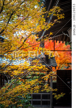 安楽寺の秋、赤や黄色に色づいたカエデの紅葉と日本建築のコントラスト 安楽寺の秋、赤や黄色に色づいたカエデの紅葉と日本建築のコントラスト 108128053