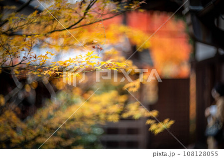 安楽寺の秋、赤や黄色に色づいたカエデの紅葉と日本建築のコントラスト 安楽寺の秋、赤や黄色に色づいたカエデの紅葉と日本建築のコントラスト 108128055