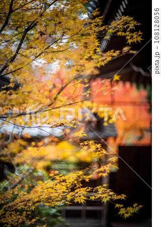 安楽寺の秋、赤や黄色に色づいたカエデの紅葉と日本建築のコントラスト 安楽寺の秋、赤や黄色に色づいたカエデの紅葉と日本建築のコントラスト 108128056
