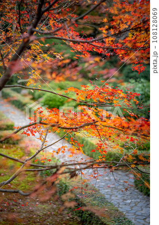 安楽寺の秋、石畳の参道を背景に眺める真っ赤に色づいたカエデの紅葉 安楽寺の秋、石畳の参道を背景に眺める真っ赤に色づいたカエデの紅葉 108128069