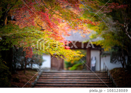 安楽寺の秋、数寄屋造りの山門を背景に、色づき始めのカラフルな紅葉と風に散る落ち葉 108128089