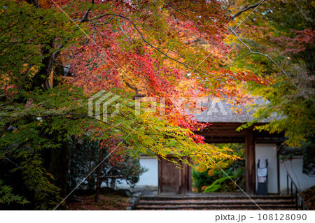 安楽寺の秋、数寄屋造りの山門を背景に、色づき始めのカラフルな紅葉と風に散る落ち葉 108128090